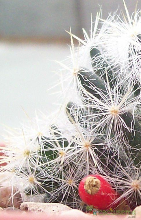 Una foto de Mammillaria prolifera ssp. haitiensis