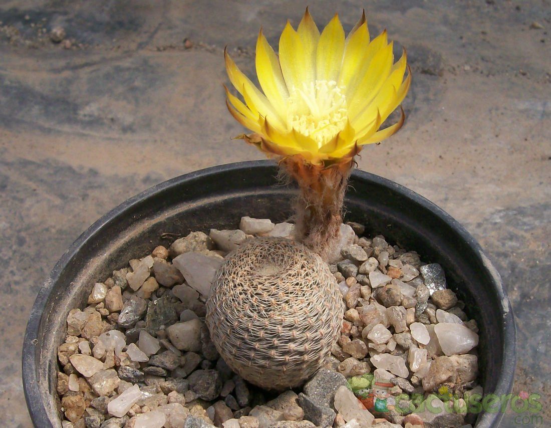 A photo of Echinopsis famatimensis