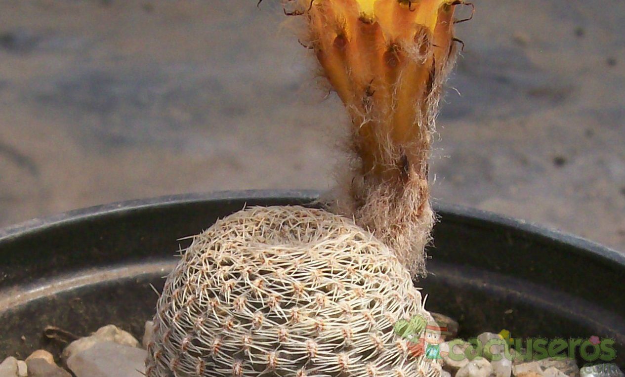Una foto de Echinopsis famatimensis