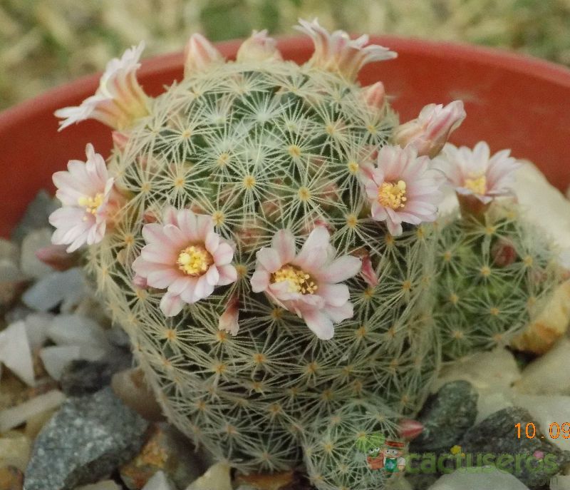 A photo of Mammillaria schiedeana ssp. giselae