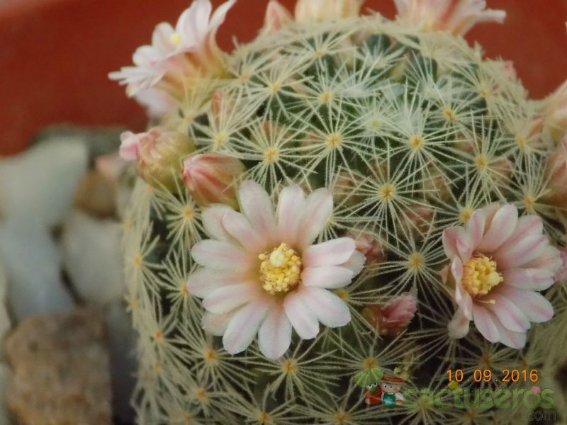 A photo of Mammillaria schiedeana ssp. giselae