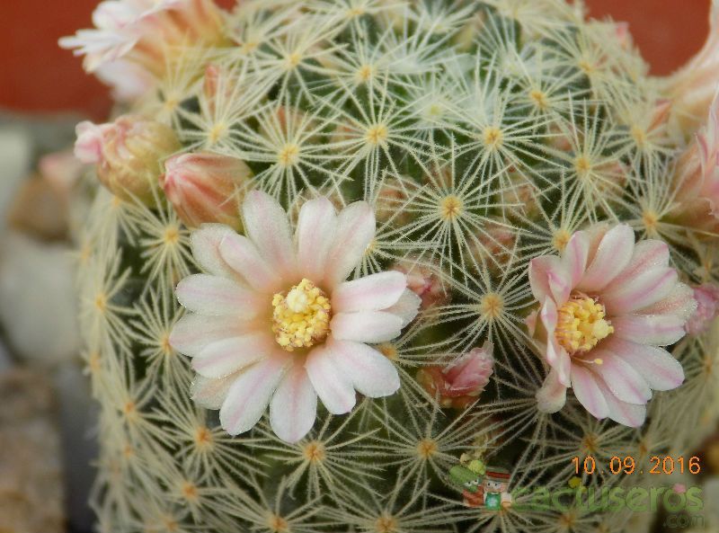 A photo of Mammillaria schiedeana ssp. giselae