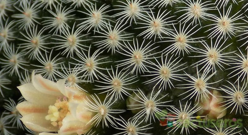 A photo of Mammillaria formosa ssp microthele
