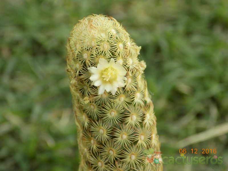 A photo of Mammillaria elongata