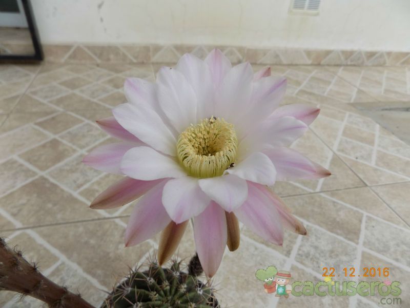 A photo of Echinopsis leucantha