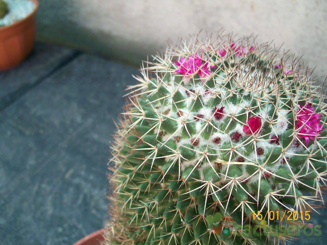 Una foto de Mammillaria rhodantha ssp. rhodantha