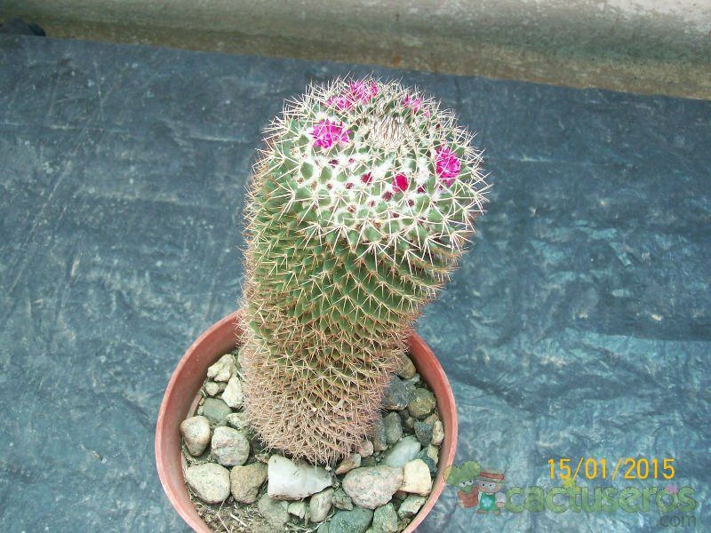 Una foto de Mammillaria rhodantha ssp. rhodantha
