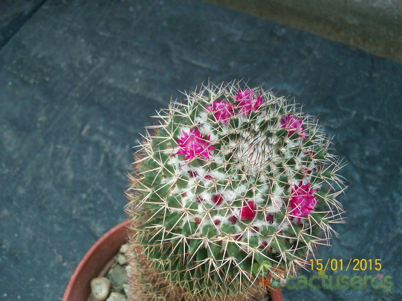 Una foto de Mammillaria rhodantha ssp. rhodantha