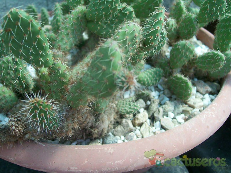 Una foto de Tunilla corrugata
