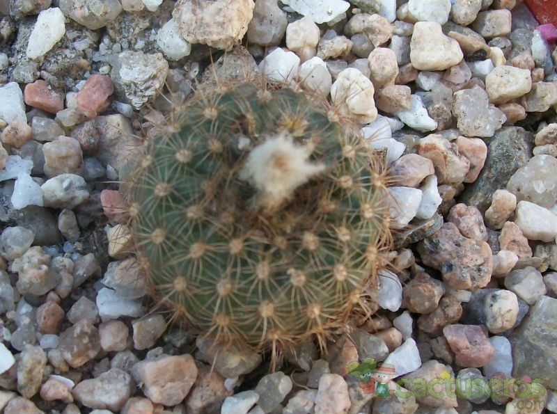 A photo of Frailea pumila
