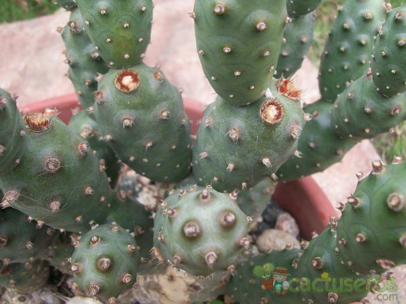 Una foto de Tephrocactus articulatus