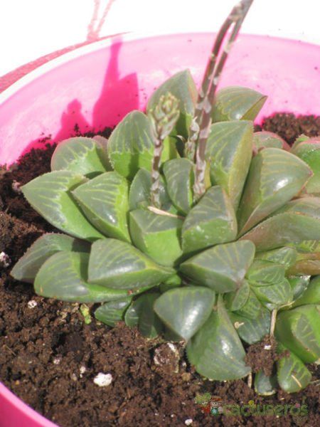 A photo of Haworthia mutica