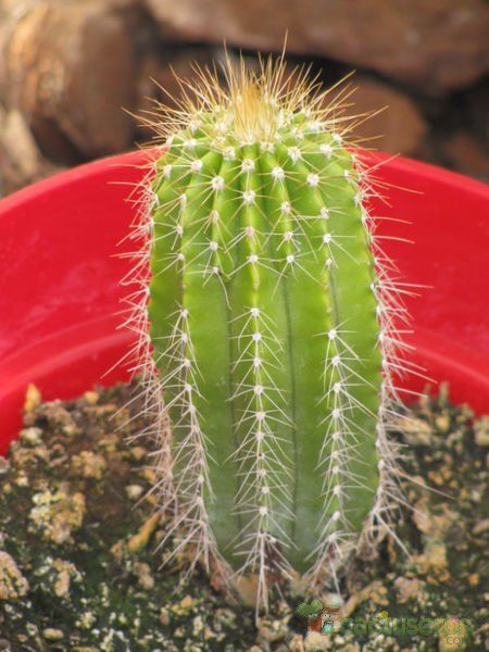 Una foto de Neobuxbaumia polylopha