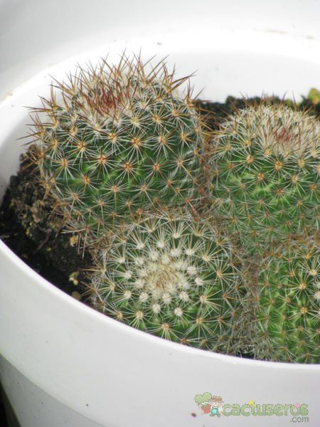 Una foto de Mammillaria rhodantha ssp. rhodantha