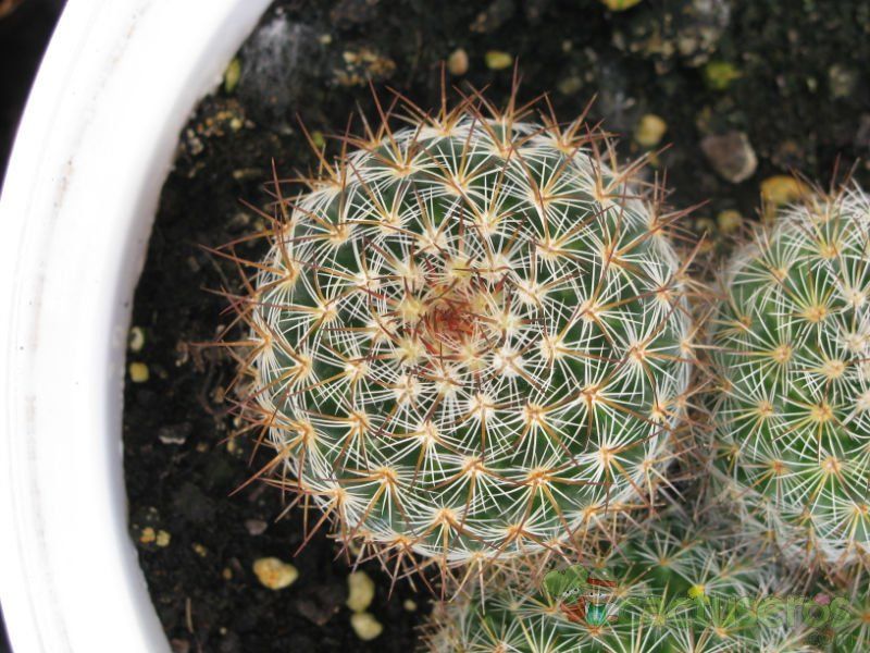 Una foto de Mammillaria rhodantha ssp. rhodantha