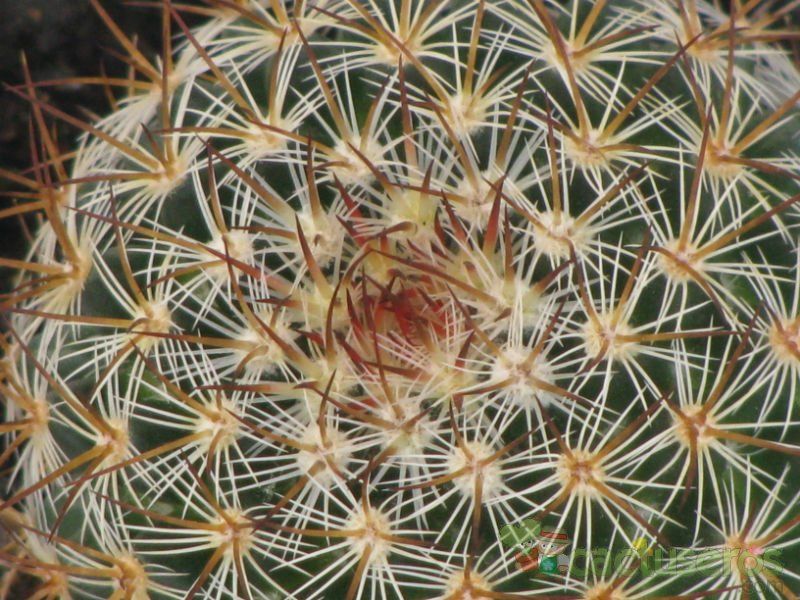 Una foto de Mammillaria rhodantha ssp. rhodantha