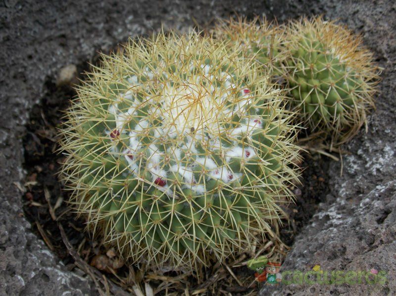 Una foto de Mammillaria polythele ssp. obconella