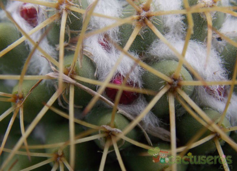 Una foto de Mammillaria polythele ssp. obconella