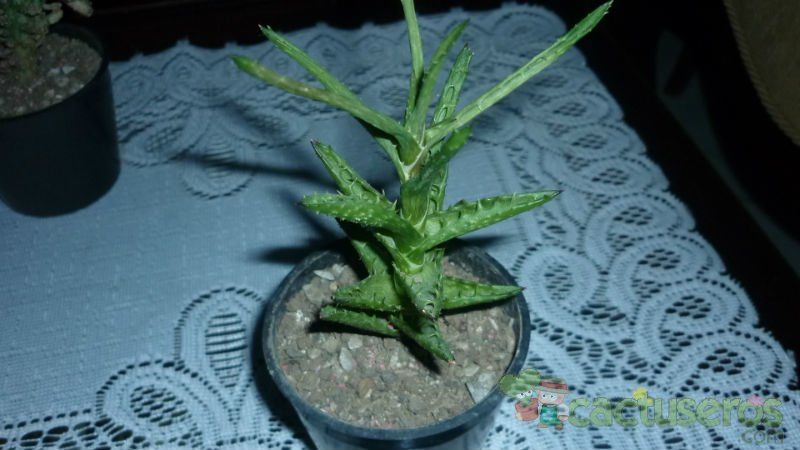 A photo of Aloe juvenna