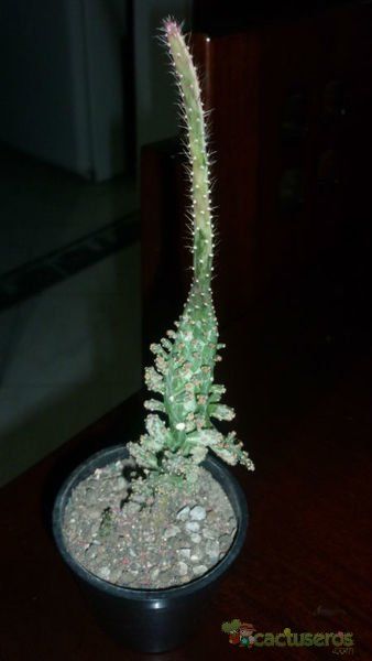 Una foto de Opuntia monacantha fma. variegada monstruosa