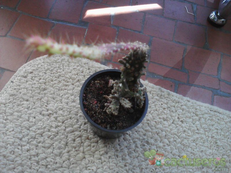 Una foto de Opuntia monacantha fma. variegada monstruosa