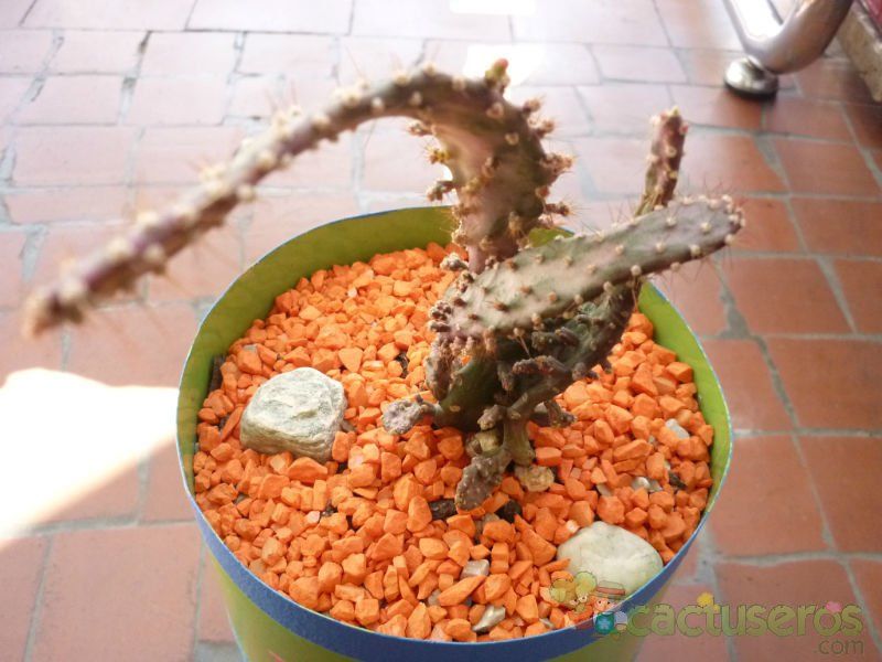 Una foto de Opuntia monacantha fma. variegada monstruosa