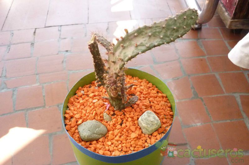 Una foto de Opuntia monacantha fma. variegada monstruosa