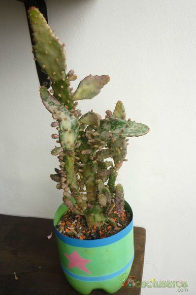 Una foto de Opuntia monacantha fma. variegada monstruosa