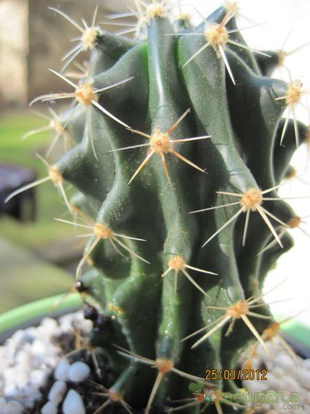 Una foto de Ferocactus herrerae