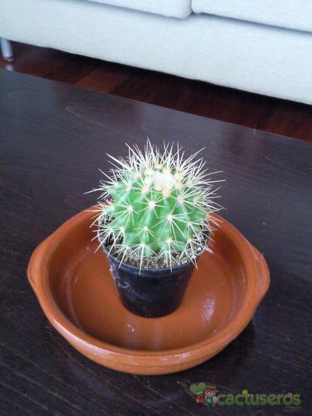 Una foto de Echinocactus grusonii