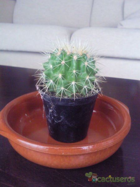 Una foto de Echinocactus grusonii