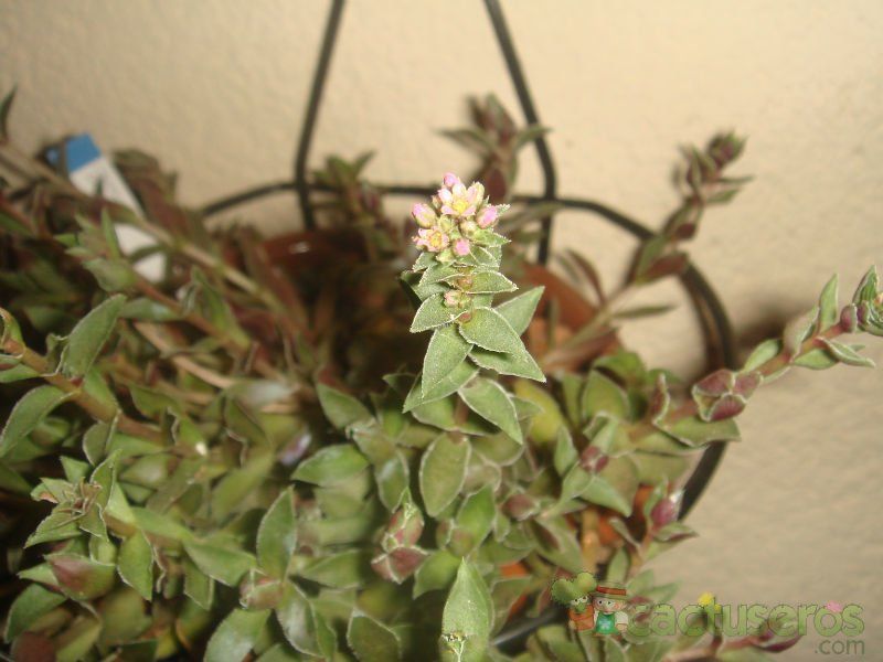 Una foto de Crassula exilis ssp. picturata