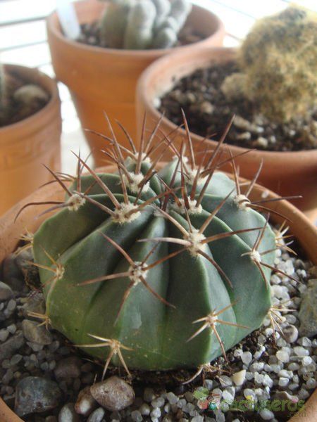 A photo of Melocactus andinus