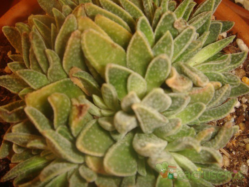 A photo of Crassula ausensis