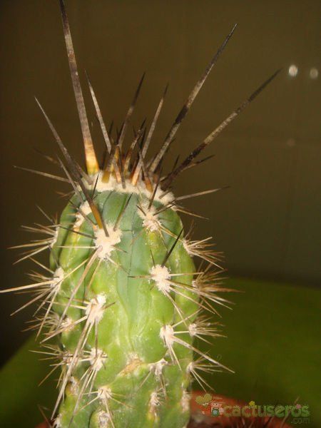Una foto de Echinopsis macrogona
