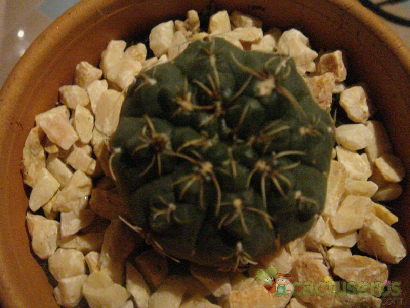 A photo of Gymnocalycium baldianum
