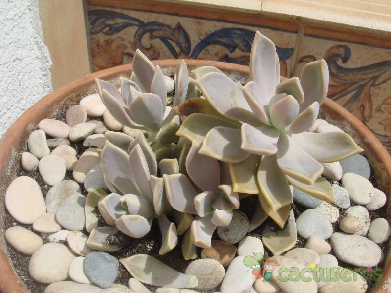 A photo of Graptopetalum paraguayense