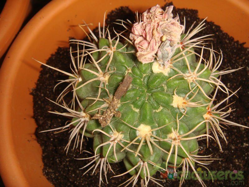 A photo of Gymnocalycium eurypleurum