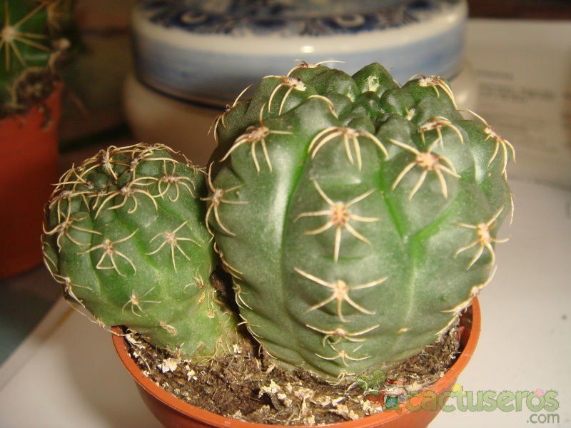 Una foto de Gymnocalycium parvulum