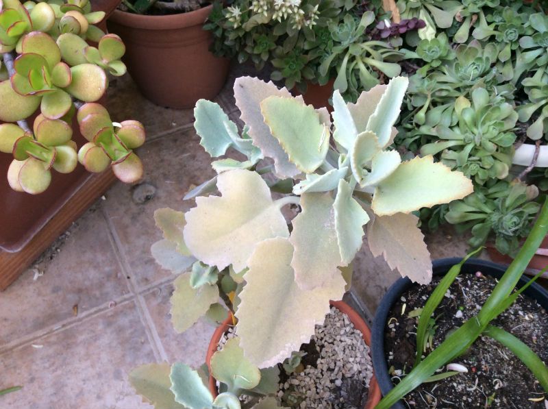 Una foto de Kalanchoe beharensis