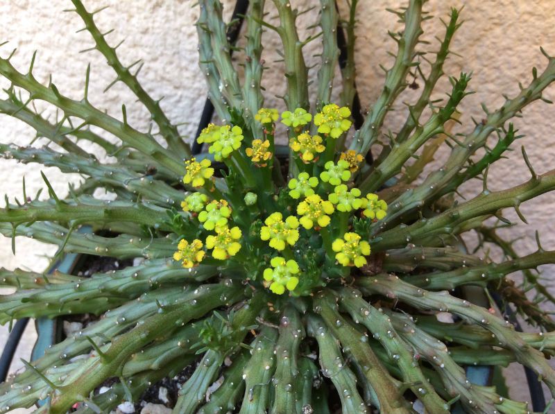 Una foto de Euphorbia flanaganii