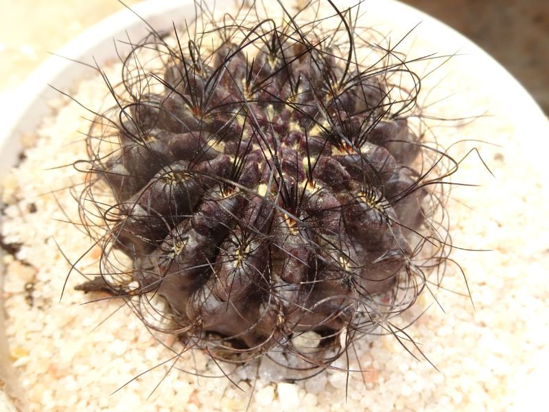 Una foto de Eriosyce crispa