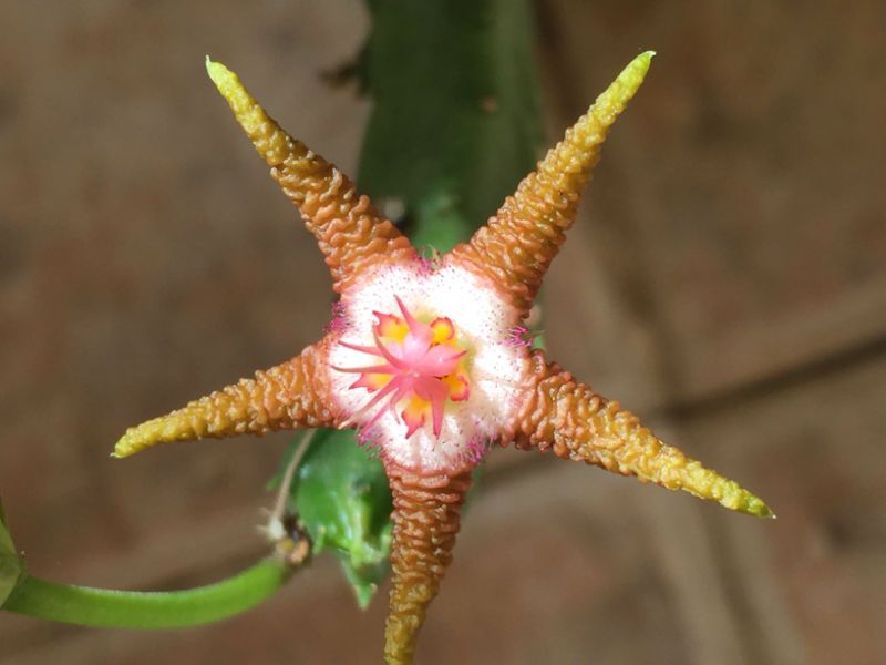 A photo of Stapelia flavopurpurea