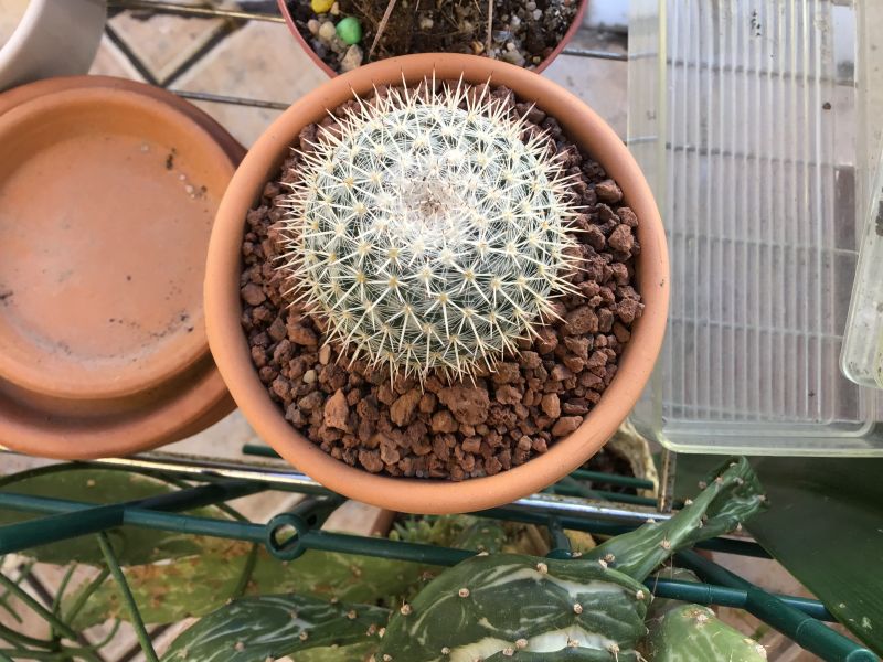 A photo of Mammillaria albilanata ssp. oaxacana