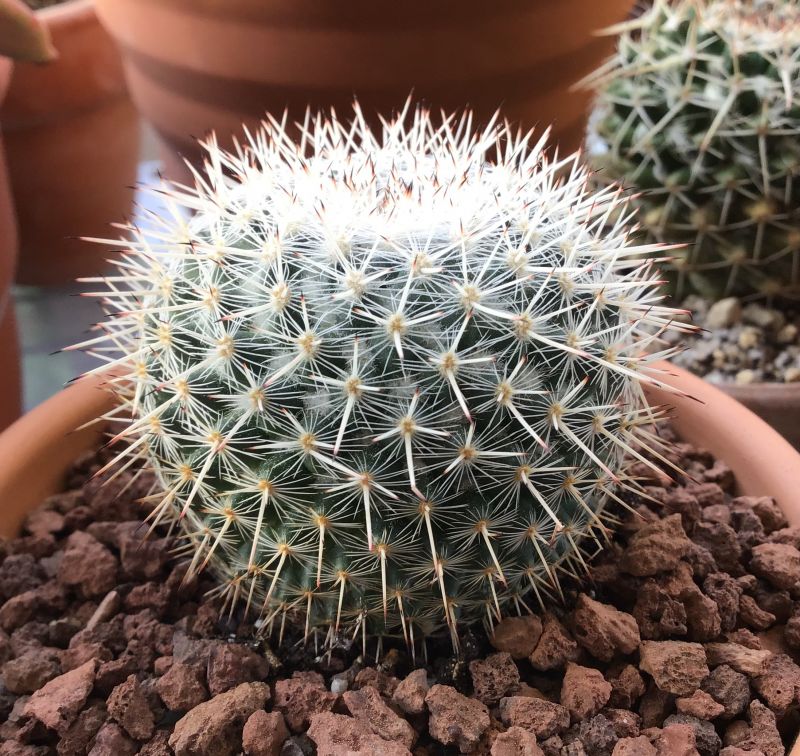 A photo of Mammillaria albilanata ssp. oaxacana
