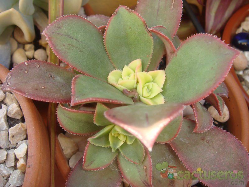 Una foto de Aeonium decorum