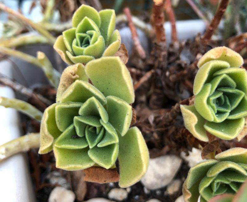 A photo of Aeonium balsamiferum