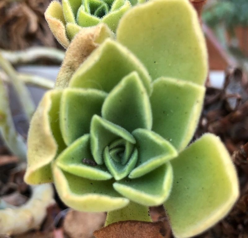 A photo of Aeonium balsamiferum