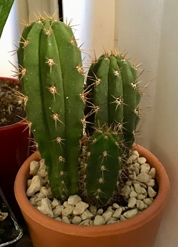 Foto de un cactus que se está identificando actualmente