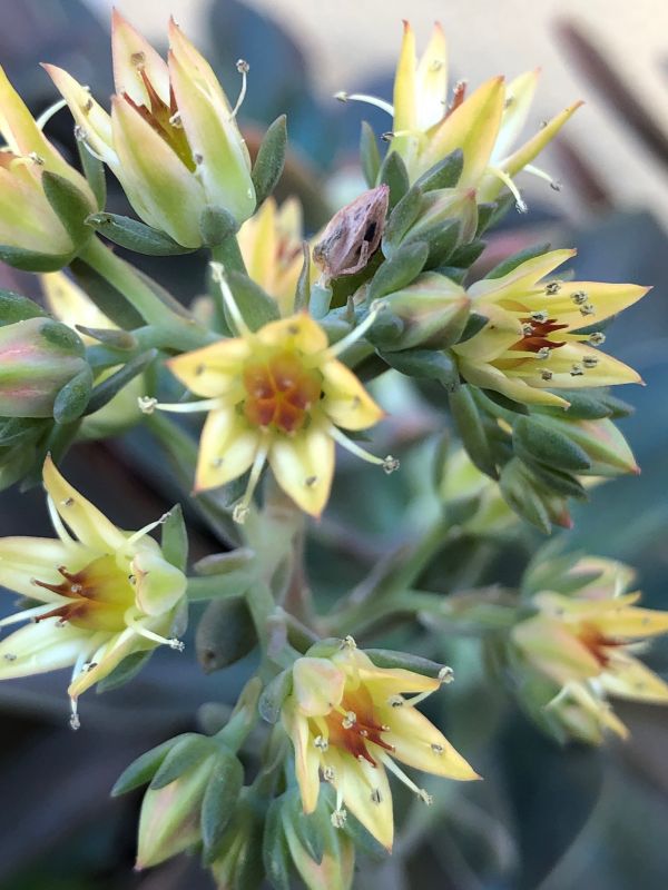 Una foto de Graptoveria cv. Fred Ives (Graptopetalum paraguayense x Echeveria gibbiflora) (HIBRIDO)